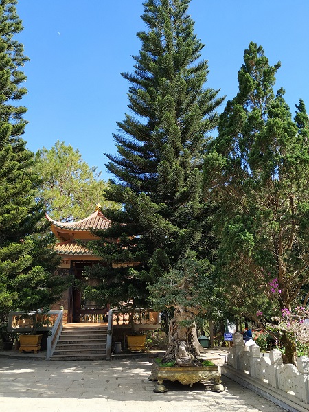 Temple tree